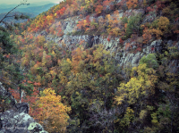 中阿巴拉契亞基本灰-希卡里森林 — CEGL 003683 中阿巴拉契亞基本灰-希卡里森林 — CEGL 003683