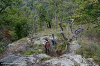中阿巴拉契亞基本灰-希卡里森林 — CEGL 003683 中阿巴拉契亞基本灰-希卡里森林 — CEGL 003683
