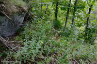 中阿巴拉契亞基本灰-希卡里森林 — CEGL 003683 中阿巴拉契亞基本灰-希卡里森林 — CEGL 003683