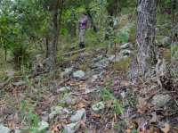 中阿巴拉契亞基本灰-希卡里森林 — CEGL 003683 中阿巴拉契亞基本灰-希卡里森林 — CEGL 003683