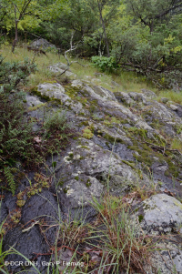 中阿巴拉契亞基本灰-希卡里森林 — CEGL 003683 中阿巴拉契亞基本灰-希卡里森林 — CEGL 003683