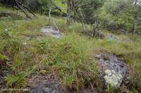 中阿巴拉契亞基本灰-希卡里森林 — CEGL 003683 中阿巴拉契亞基本灰-希卡里森林 — CEGL 003683