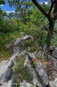 中阿巴拉契亞基本灰-希卡里森林 — CEGL 003683 中阿巴拉契亞基本灰-希卡里森林 — CEGL 003683