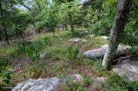 中阿巴拉契亞基本灰-希卡里森林 — CEGL 003683 中阿巴拉契亞基本灰-希卡里森林 — CEGL 003683