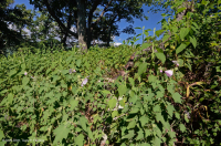 中阿巴拉契亞基本灰-希卡里森林 — CEGL 003683 中阿巴拉契亞基本灰-希卡里森林 — CEGL 003683