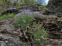 中阿巴拉契亞頁岩荒原(南方型)— CEGL 006562 中阿巴拉契亞頁岩荒原(南方型)— CEGL 006562