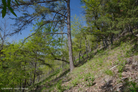 中阿巴拉契亞頁岩荒原(南方型)— CEGL 006562 中阿巴拉契亞頁岩荒原(南方型)— CEGL 006562