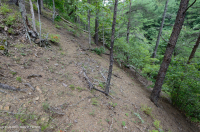 中阿巴拉契亞頁岩荒原(南方型)— CEGL 006562 中阿巴拉契亞頁岩荒原(南方型)— CEGL 006562