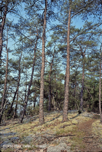 中阿帕拉契亞克西里克頁岩森林(弗吉尼亞松/稀疏草類型)— CEGL 008525 中阿帕拉契亞克西里克頁岩森林(弗吉尼亞松/稀疏草類型)— CEGL 008525