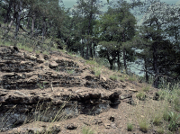 中阿巴拉契亞岩石岩石荒原-CEGL 006037 (部分) 中阿巴拉契亞岩石岩石荒原-CEGL 006037 (部分)