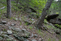 中阿巴拉契亞頁岩荒原(南方型)— CEGL 006562 中阿巴拉契亞頁岩荒原(南方型)— CEGL 006562