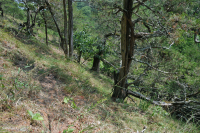 中阿巴拉契亞岩石岩石荒原-CEGL 006037 (部分) 中阿巴拉契亞岩石岩石荒原-CEGL 006037 (部分)