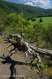 中阿巴拉契亞頁岩荒原(北方型)— CEGL 006288 中阿巴拉契亞頁岩荒原(北方型)— CEGL 006288