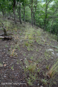 中阿巴拉契亞頁岩荒原(北方型)— CEGL 006288 中阿巴拉契亞頁岩荒原(北方型)— CEGL 006288