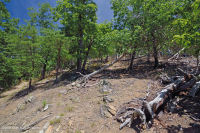 中阿巴拉契亞頁岩荒原(北方型)— CEGL 006288 中阿巴拉契亞頁岩荒原(北方型)— CEGL 006288