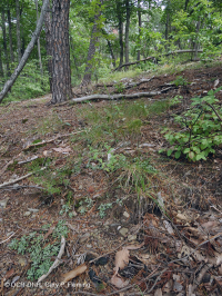 中阿帕拉契亞克西里克頁岩森林(栗橡木/混合草藥類型)— CEGL 008526 中阿帕拉契亞克西里克頁岩森林(栗橡木/混合草藥類型)— CEGL 008526