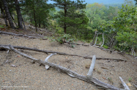 中阿巴拉契亞頁岩荒原(北方型)— CEGL 006288 中阿巴拉契亞頁岩荒原(北方型)— CEGL 006288