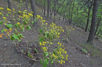 中阿巴拉契亞頁岩荒原(北方型)— CEGL 006288 中阿巴拉契亞頁岩荒原(北方型)— CEGL 006288
