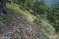 中阿巴拉契亞岩石岩石荒原-CEGL 006037 (部分) 中阿巴拉契亞岩石岩石荒原-CEGL 006037 (部分)