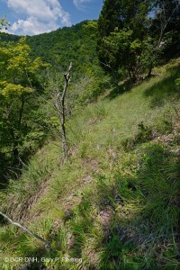 山脊與山谷白雲岩林地 – CEGL 006030 山脊與山谷白雲岩林地 – CEGL 006030