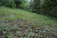 山脊與山谷白雲岩林地 – CEGL 006030 山脊與山谷白雲岩林地 – CEGL 006030