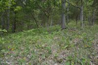 山脊與山谷白雲岩林地 – CEGL 006030 山脊與山谷白雲岩林地 – CEGL 006030