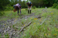 石灰岩年度平岩荒原 — CEGL 007073 石灰岩年度平岩荒原 — CEGL 007073