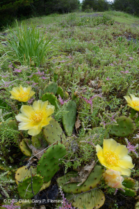 石灰岩年度平岩荒原 — CEGL 007073 石灰岩年度平岩荒原 — CEGL 007073