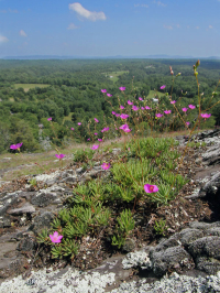 皮埃蒙特馬菲克·巴倫 — CEGL 006294 皮埃蒙特馬菲克·巴倫 — CEGL 006294