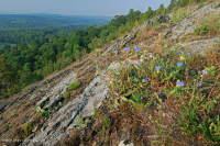 皮埃蒙特馬菲克·巴倫 — CEGL 006294 皮埃蒙特馬菲克·巴倫 — CEGL 006294