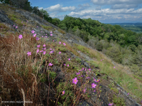 皮埃蒙特鎂鐵質貧瘠之地 - CEGL 006294 皮埃蒙特鎂鐵質貧瘠之地 - CEGL 006294