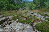 皮埃蒙特馬菲克·巴倫 — CEGL 006294 皮埃蒙特馬菲克·巴倫 — CEGL 006294