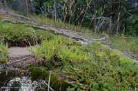 皮埃蒙特馬菲克·巴倫 — CEGL 006294 皮埃蒙特馬菲克·巴倫 — CEGL 006294