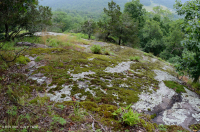 皮埃蒙特馬菲克·巴倫 — CEGL 006294 皮埃蒙特馬菲克·巴倫 — CEGL 006294