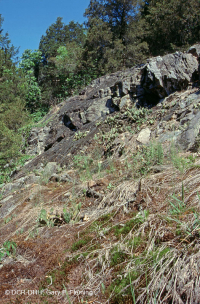 皮埃蒙特馬菲克·巴倫 — CEGL 006294 皮埃蒙特馬菲克·巴倫 — CEGL 006294