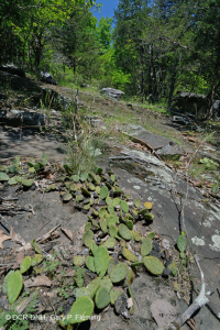 皮埃蒙特鎂鐵質貧瘠之地 - CEGL 006294 皮埃蒙特鎂鐵質貧瘠之地 - CEGL 006294