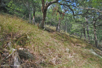 中阿巴拉契亞馬菲克/鈣質荒野(低海拔型)— CEGL 006037(部分) 中阿巴拉契亞馬菲克/鈣質荒野(低海拔型)— CEGL 006037(部分)