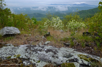 中阿巴拉契亞馬菲克/鈣質荒野(低海拔型)— CEGL 006037(部分) 中阿巴拉契亞馬菲克/鈣質荒野(低海拔型)— CEGL 006037(部分)