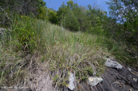 中阿巴拉契亞馬菲克/鈣質荒野(低海拔型)— CEGL 006037(部分) 中阿巴拉契亞馬菲克/鈣質荒野(低海拔型)— CEGL 006037(部分)