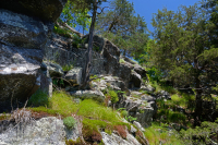 中阿巴拉契亞馬菲克/鈣質荒野(低海拔型)— CEGL 006037(部分) 中阿巴拉契亞馬菲克/鈣質荒野(低海拔型)— CEGL 006037(部分)