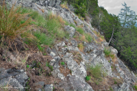 中阿巴拉契亞馬菲克/鈣質荒野(低海拔型)— CEGL 006037(部分) 中阿巴拉契亞馬菲克/鈣質荒野(低海拔型)— CEGL 006037(部分)