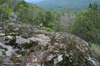 中阿巴拉契亞馬菲克/鈣質荒野(低海拔型)— CEGL 006037(部分) 中阿巴拉契亞馬菲克/鈣質荒野(低海拔型)— CEGL 006037(部分)