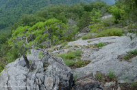 中阿巴拉契亞馬菲克/鈣質荒野(低海拔型)— CEGL 006037(部分) 中阿巴拉契亞馬菲克/鈣質荒野(低海拔型)— CEGL 006037(部分)
