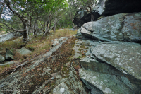 中阿巴拉契亞馬菲克/鈣質荒野(低海拔型)— CEGL 006037(部分) 中阿巴拉契亞馬菲克/鈣質荒野(低海拔型)— CEGL 006037(部分)