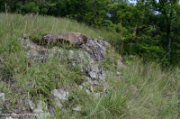 中阿巴拉契亞馬菲克/鈣質荒野(低海拔型)— CEGL 006037(部分) 中阿巴拉契亞馬菲克/鈣質荒野(低海拔型)— CEGL 006037(部分)