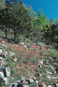 中阿巴拉契亞馬菲克/鈣質荒野(低海拔型)— CEGL 006037(部分) 中阿巴拉契亞馬菲克/鈣質荒野(低海拔型)— CEGL 006037(部分)