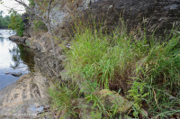 中阿巴拉契亞馬菲克/鈣質荒野(低海拔型)— CEGL 006037(部分) 中阿巴拉契亞馬菲克/鈣質荒野(低海拔型)— CEGL 006037(部分)