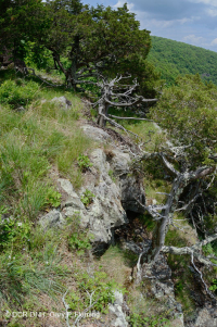 中阿巴拉契亞馬菲克/鈣質荒野(中海拔型)— CEGL 008529 中阿巴拉契亞馬菲克/鈣質荒野(中海拔型)— CEGL 008529