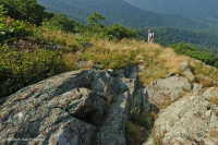 中阿巴拉契亞馬菲克/鈣質荒野(中海拔型)— CEGL 008529 中阿巴拉契亞馬菲克/鈣質荒野(中海拔型)— CEGL 008529