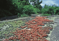 皮埃蒙特花崗岩平岩 — CEGL 003857 皮埃蒙特花崗岩平岩 — CEGL 003857